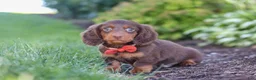 Miniature Dachshund dogs for sale: Leo - Ad 4