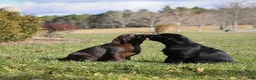 Labrador Retriever dogs for sale: Labrador Retriever 1 - Ad 7