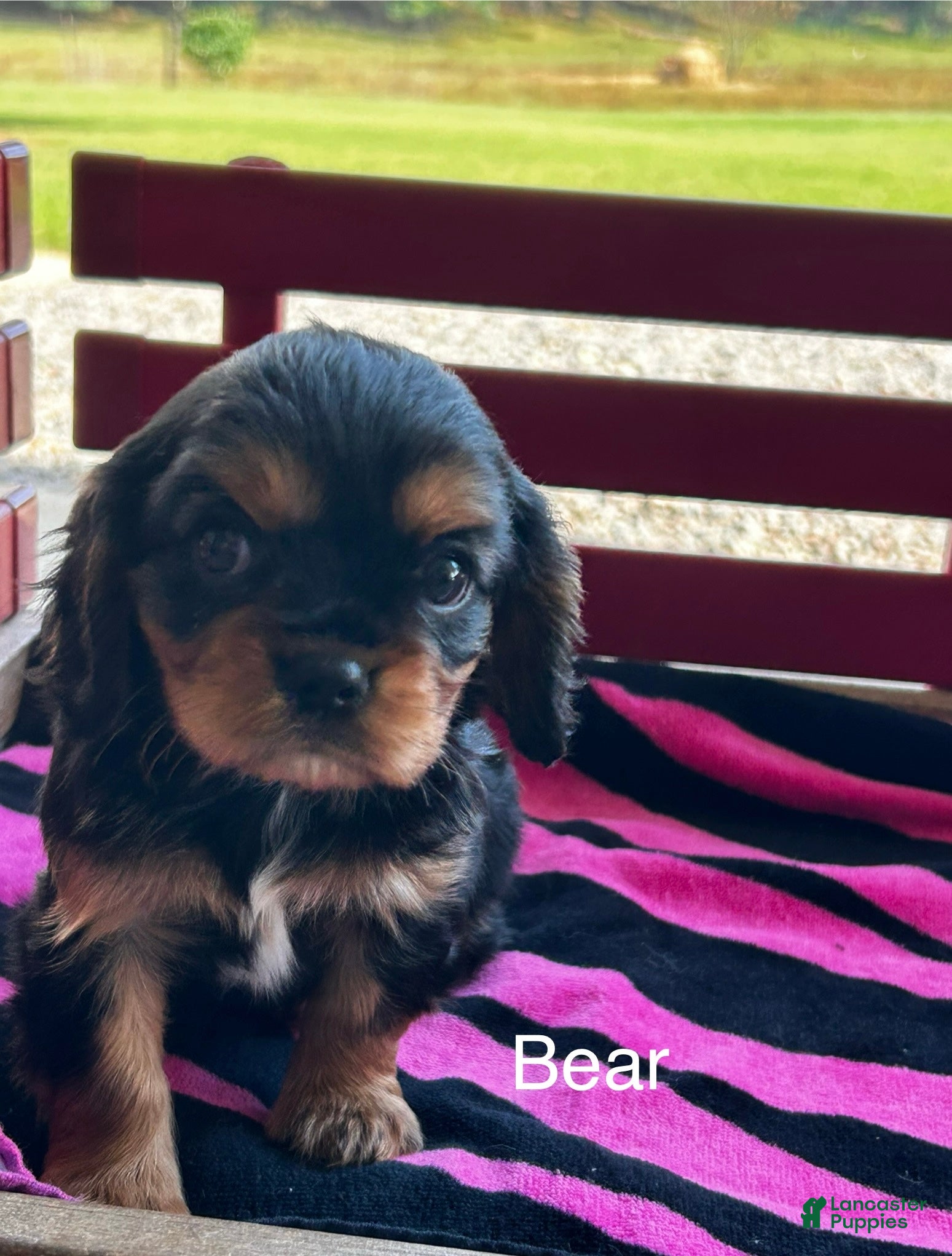 Cavalier King Charles Spaniel dogs Cavalier King Charles Spaniel Puppy 1 - Ad 35