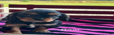 Cavalier King Charles Spaniel Puppy 1