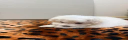 Maltese dogs for sale: Joy - Ad 8