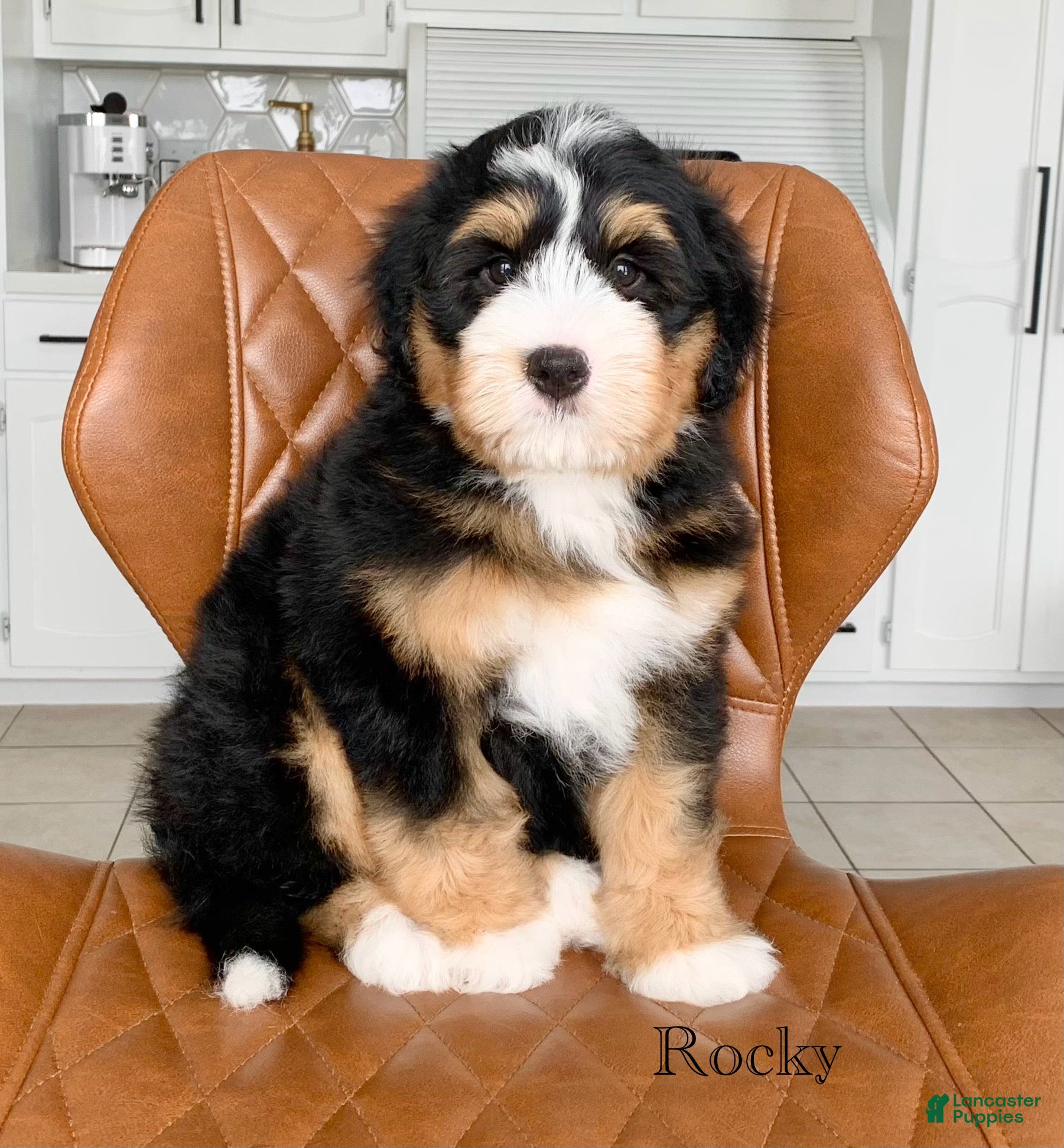 Bernedoodle dogs Rocky - Ad 1