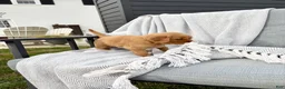 Golden Retriever dogs for sale: Shasta (tan collar) - Ad 5