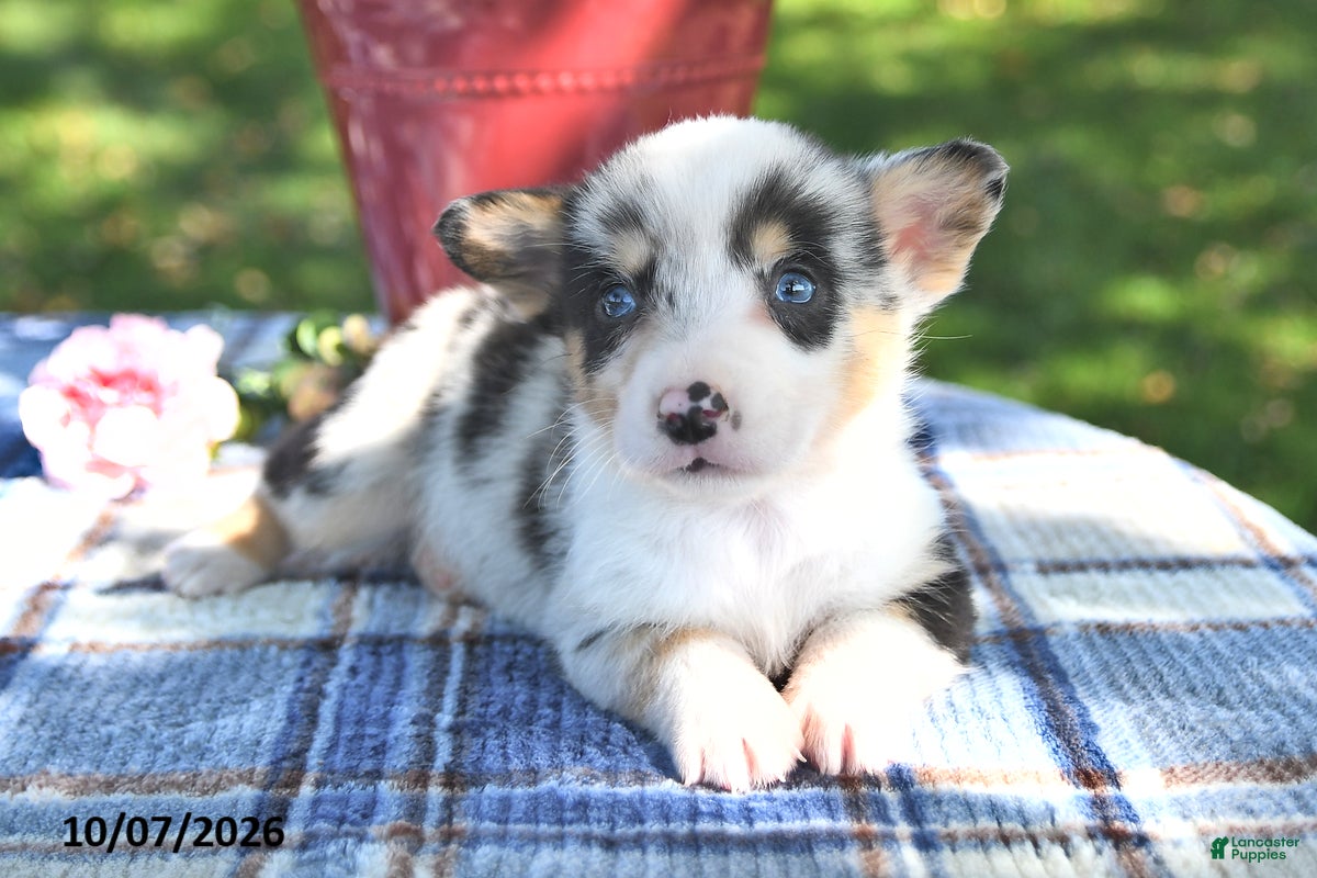 Cookie (Pembroke Corgi, Female) in Canajoharie, NY