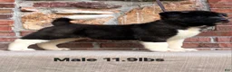 Akita dogs for sale: Akita Puppy 2 - Ad 1