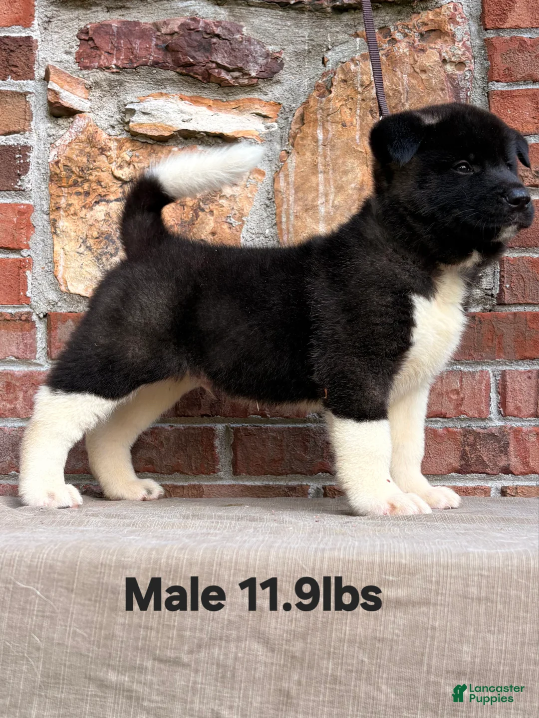 Akita dogs for sale: Akita Puppy 2 - Ad 1