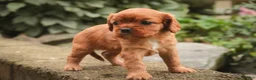 Cavalier King Charles Spaniel dogs for sale: Poppy Cavalier King Charles Spaniel - Ad 13