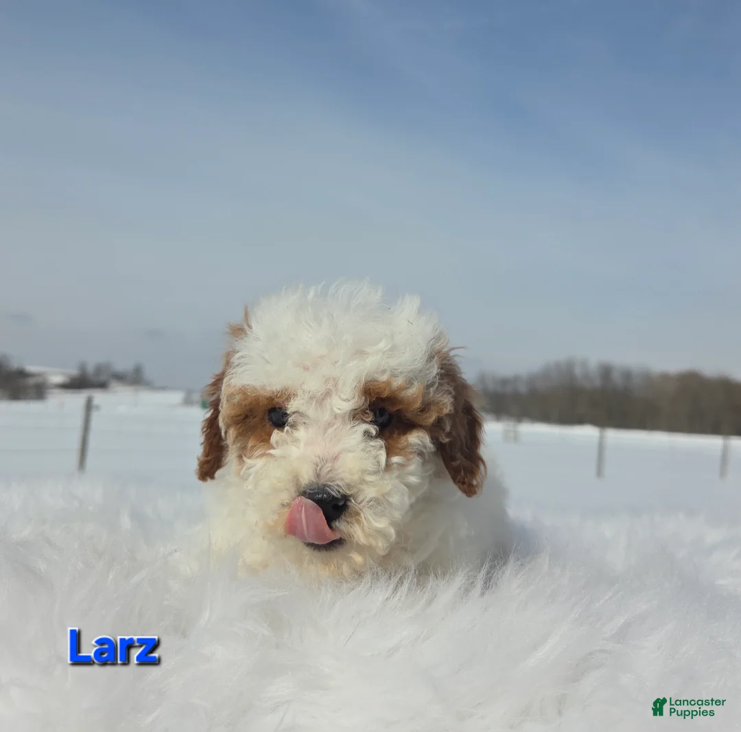 Miniature Poodle dogs for sale: Larz - Ad 2