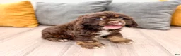 Cocker Spaniel dogs for sale: Palmer - Ad 3