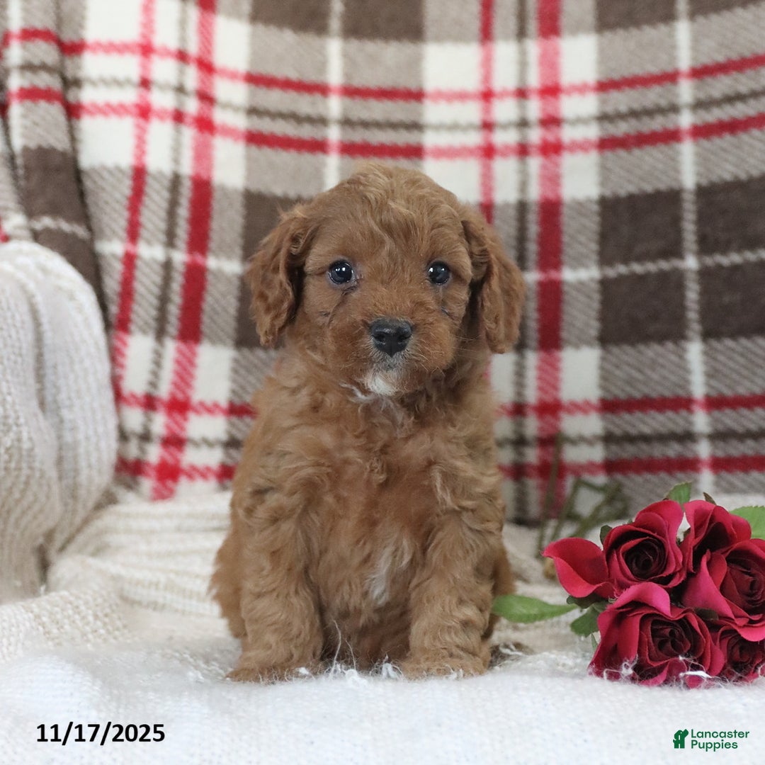 Cavapoo dogs for sale: Kyler - Ad 3
