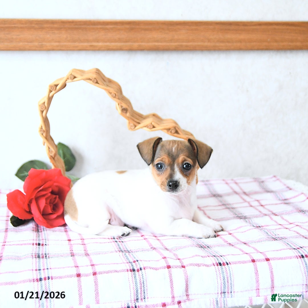 Mixed Breed dogs for sale: Sweetheart - Ad 4