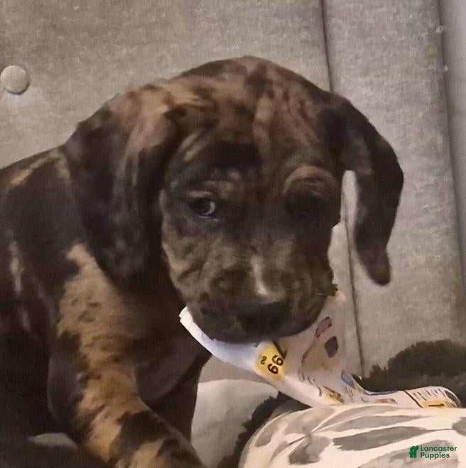 Mixed Breed dogs Winston - Ad 2