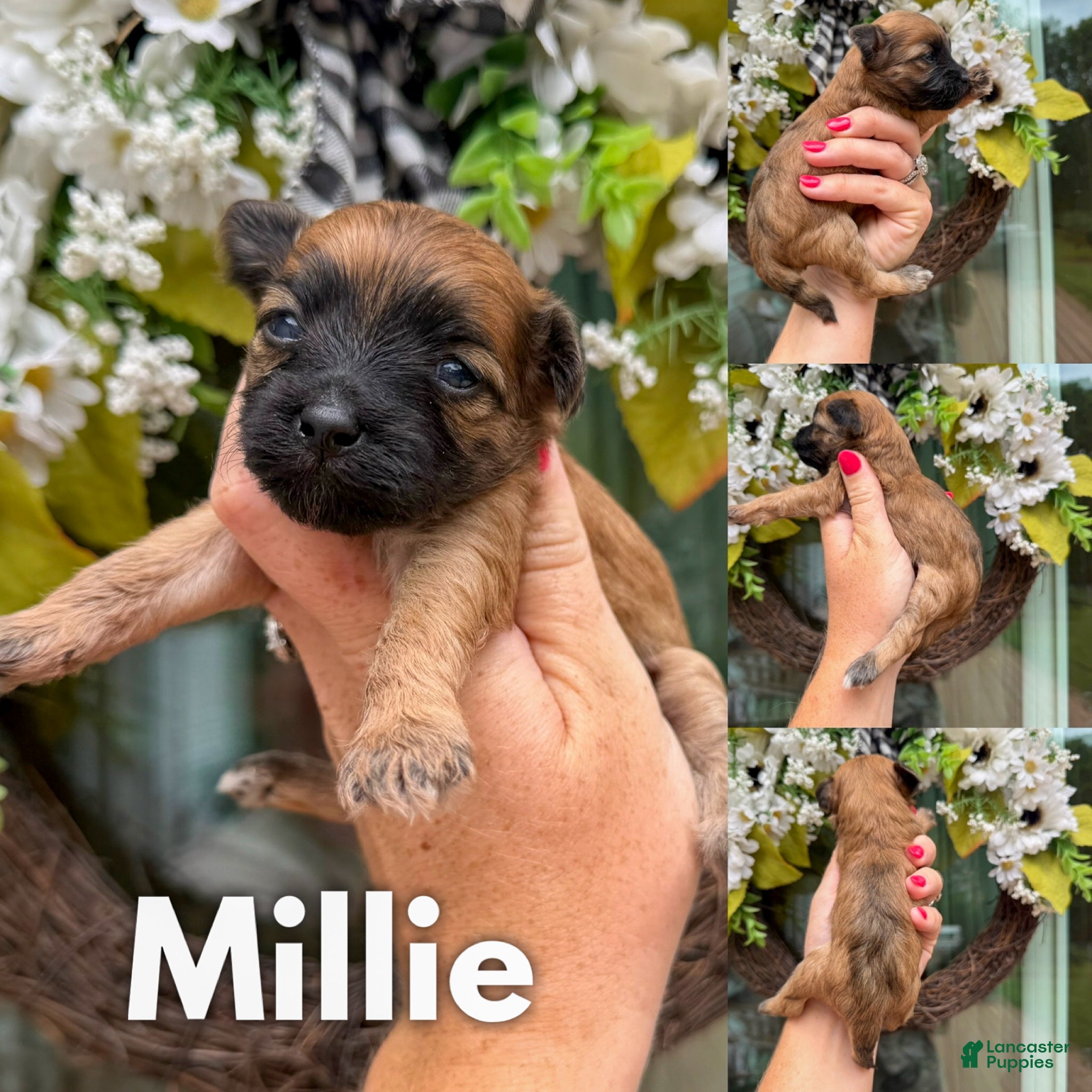 Mixed Breed dogs Millie - Ad 24