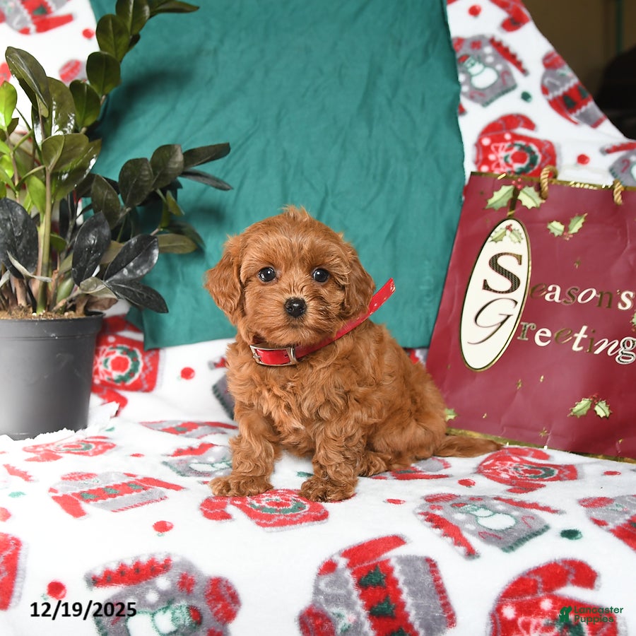 Maltipoo dogs Mandy - Ad 23