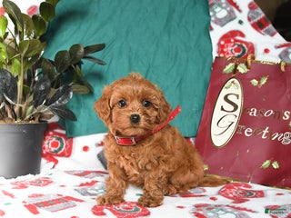Maltipoo dogs Mandy - Ad 26