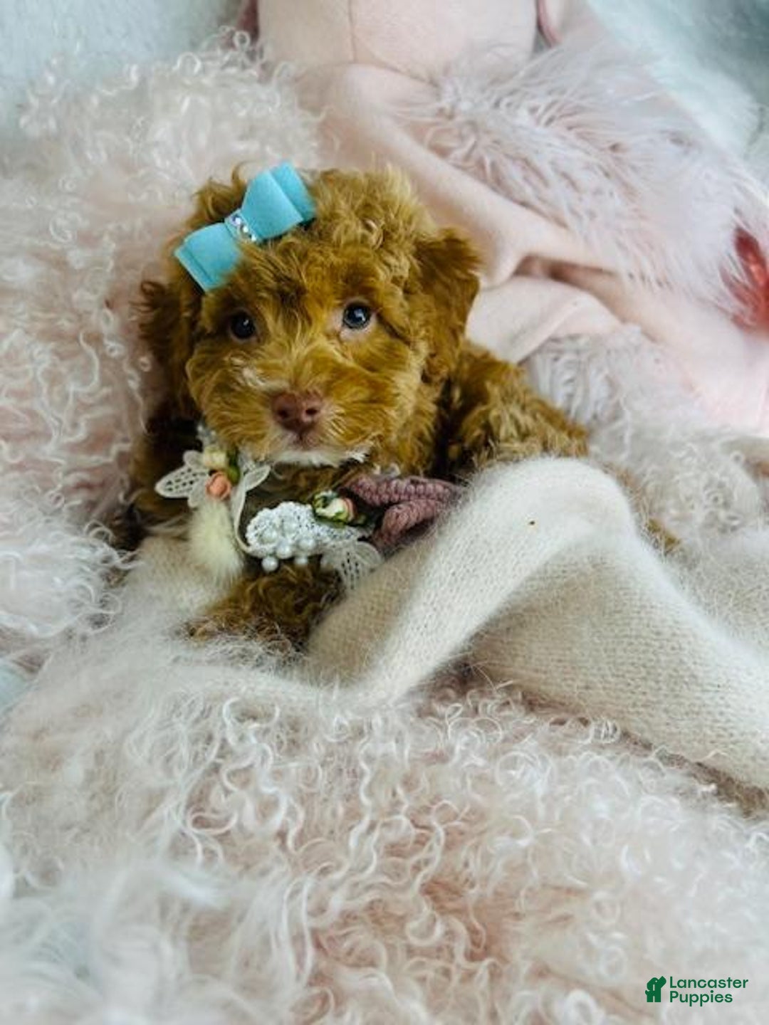 Miniature Poodle dogs for sale: Miniature Poodle Puppy 1 - Ad 1