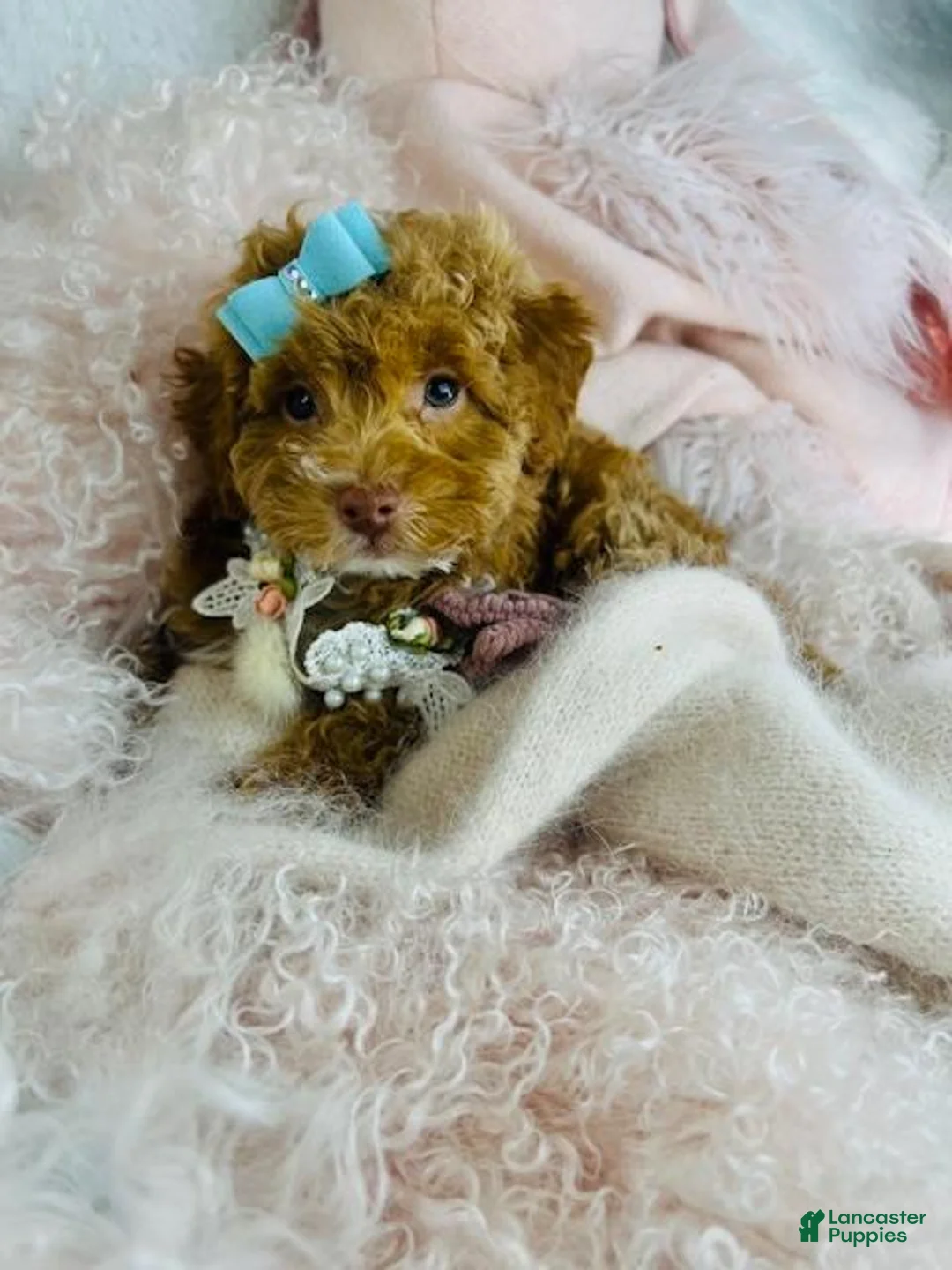 Miniature Poodle dogs for sale: Miniature Poodle Puppy 1 - Ad 1