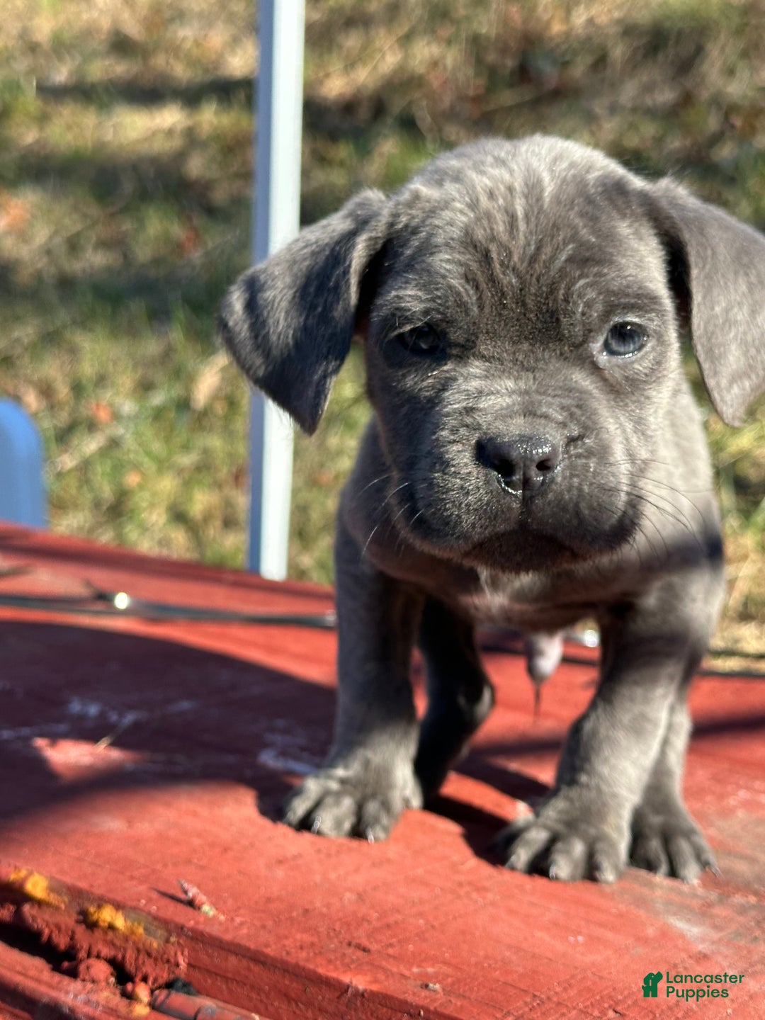 Cane Corso dogs for sale: Ash - Ad 3