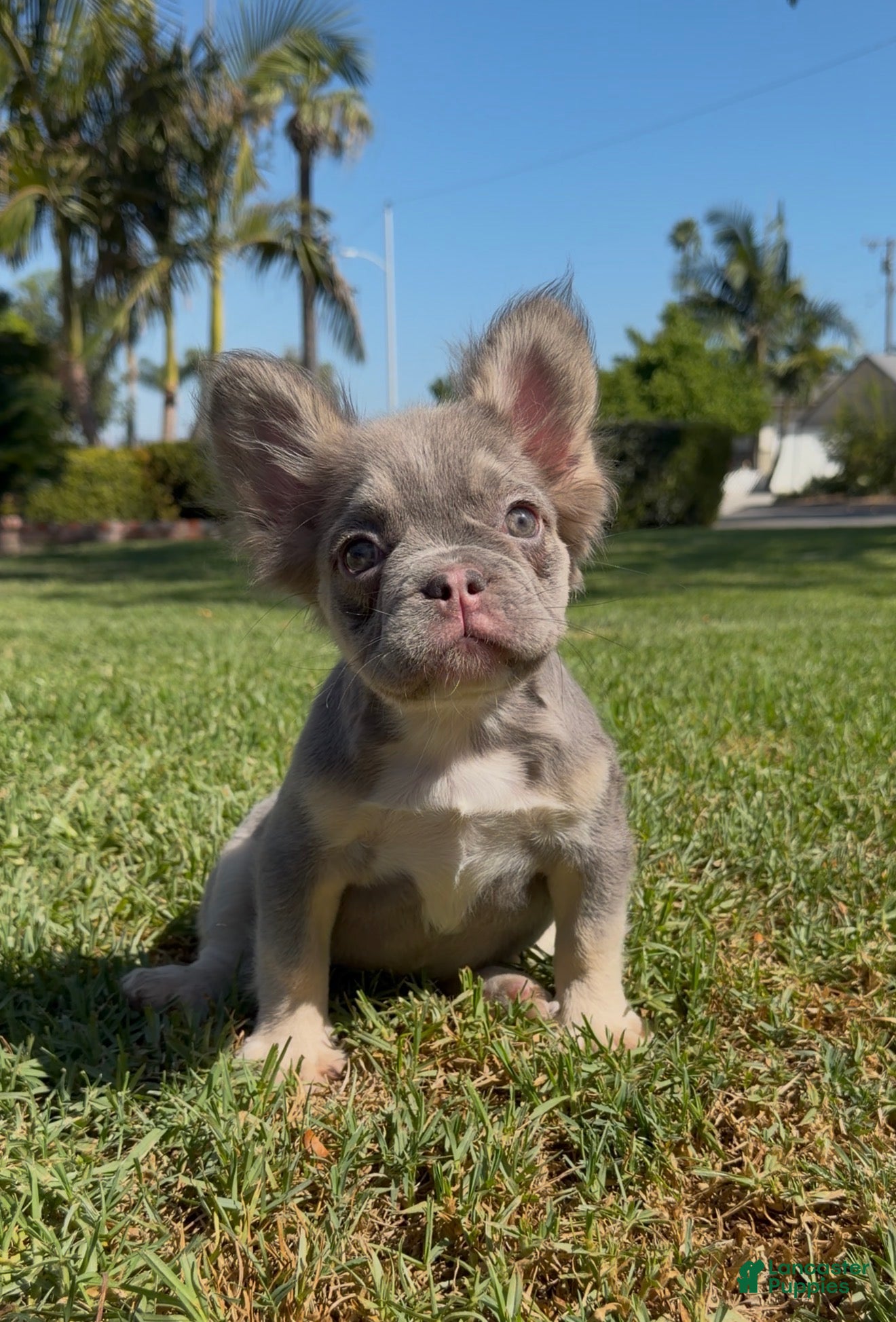 French Bulldog dogs French Bulldog Puppy 4 - Ad 12