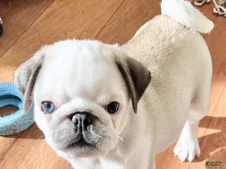 Pug dogs Pug odd eyed Panda - Ad 1