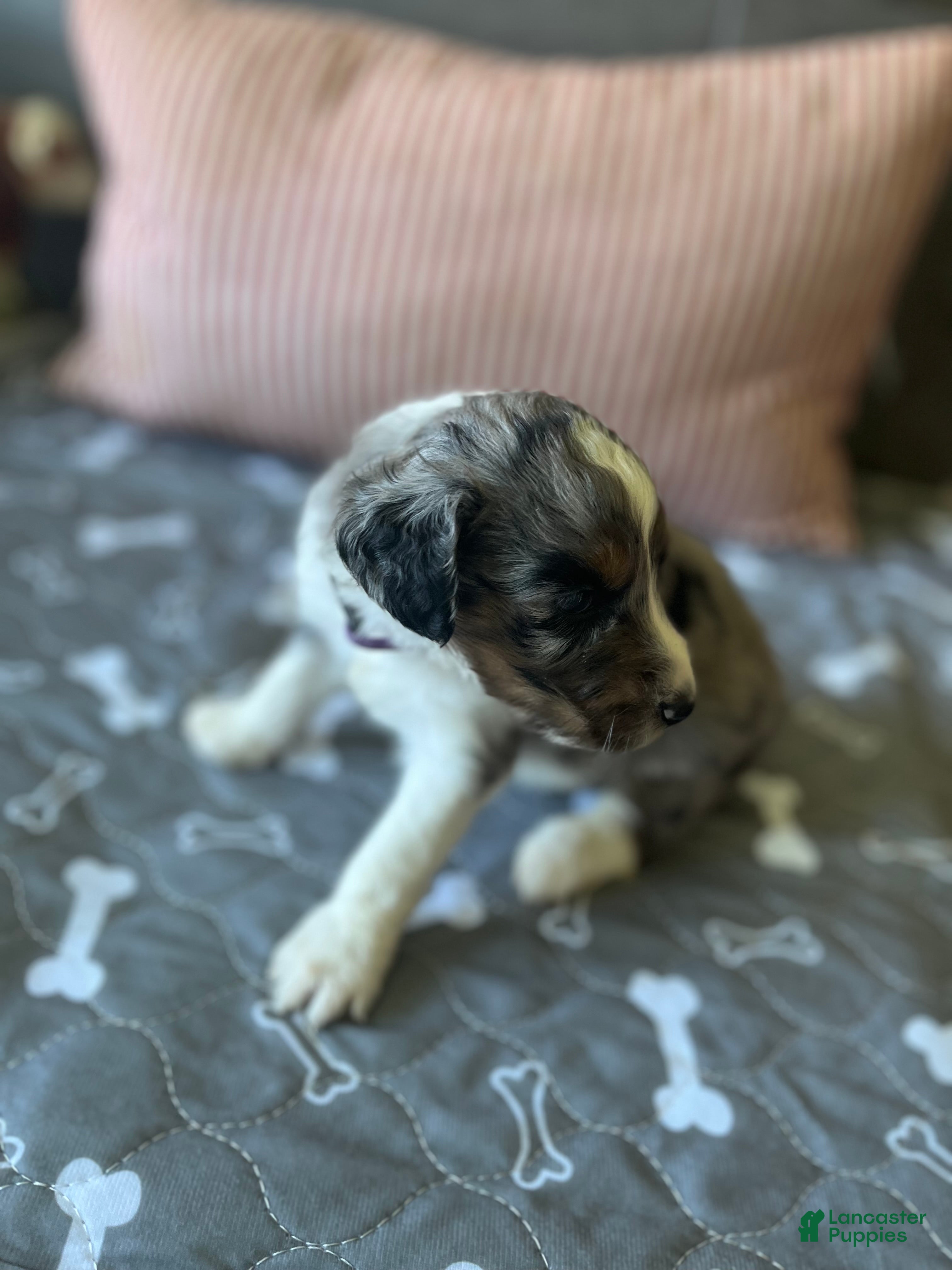 Aussiedoodle (Aussiedoodle, Male) in Rosedale, VA
