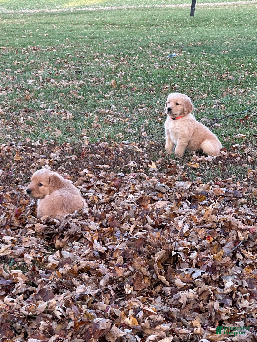 Golden Retriever dogs for sale: Golden Retriever Dark Pink Girl - Ad 21