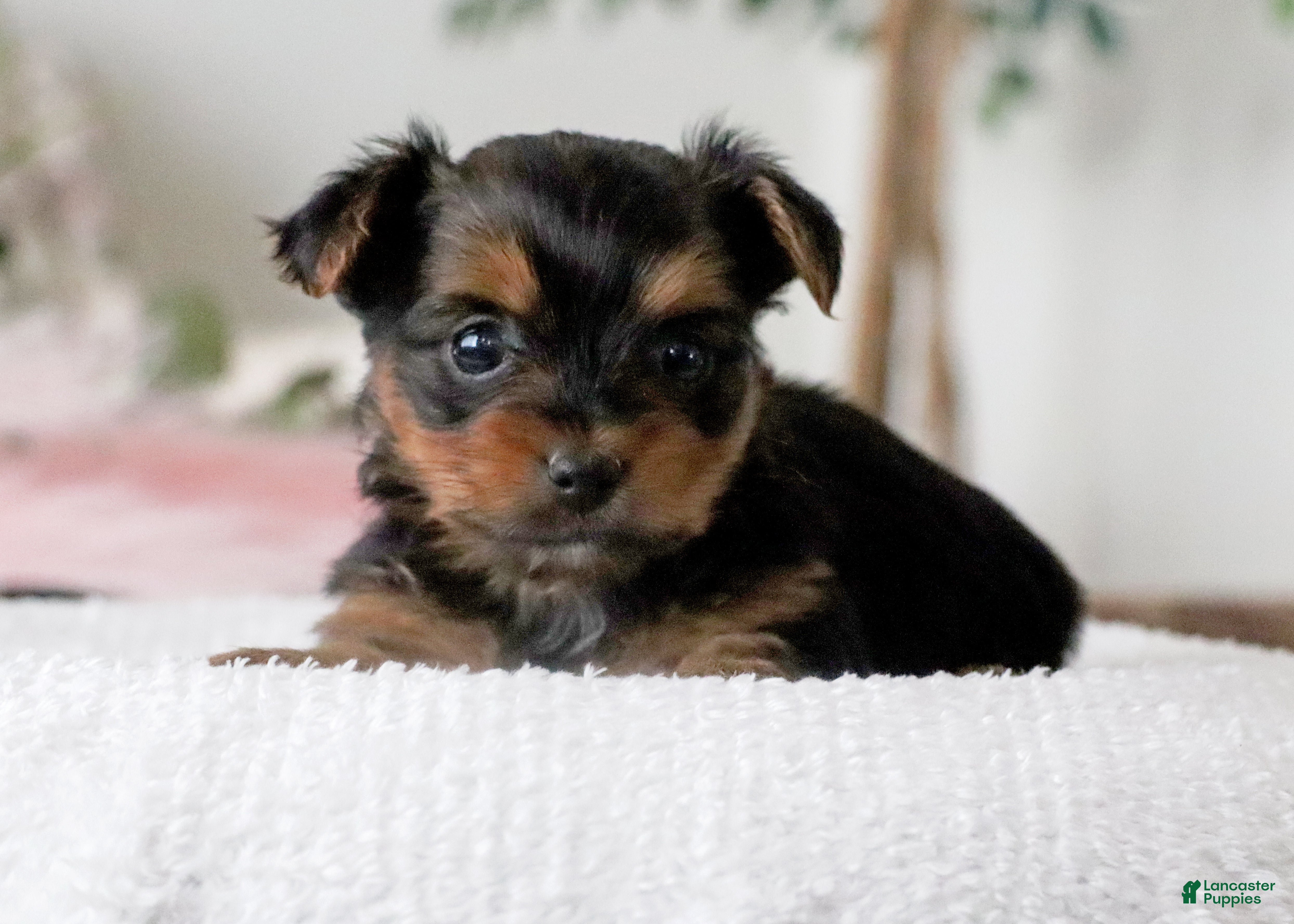 Yorkshire Terrier dogs Yorkshire Terrier Puppy 1 - Ad 2