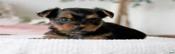Yorkshire Terrier dogs for sale: Yorkshire Terrier Puppy 1 - Ad 2