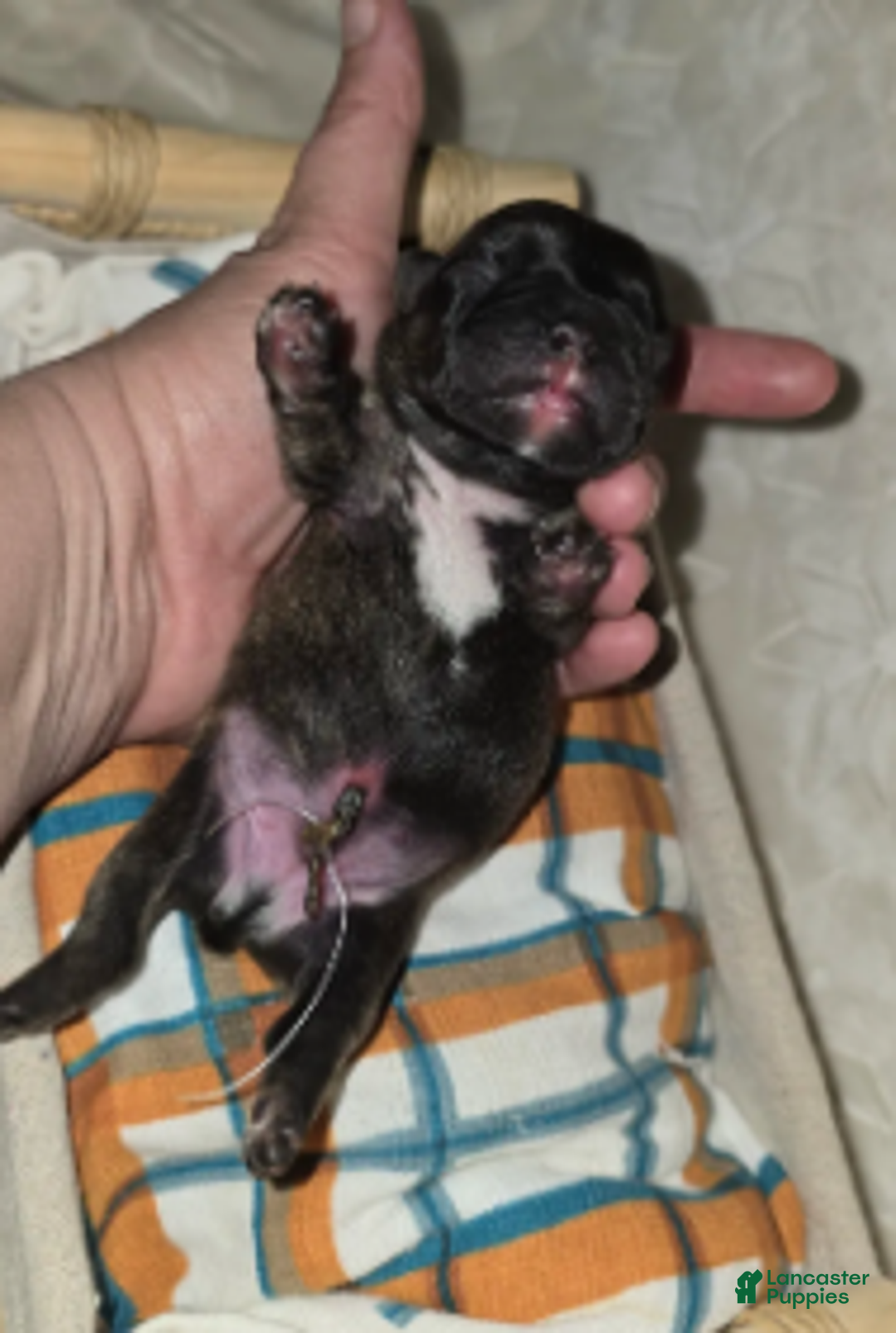 French Bulldog dogs for sale: Samson - Ad 1