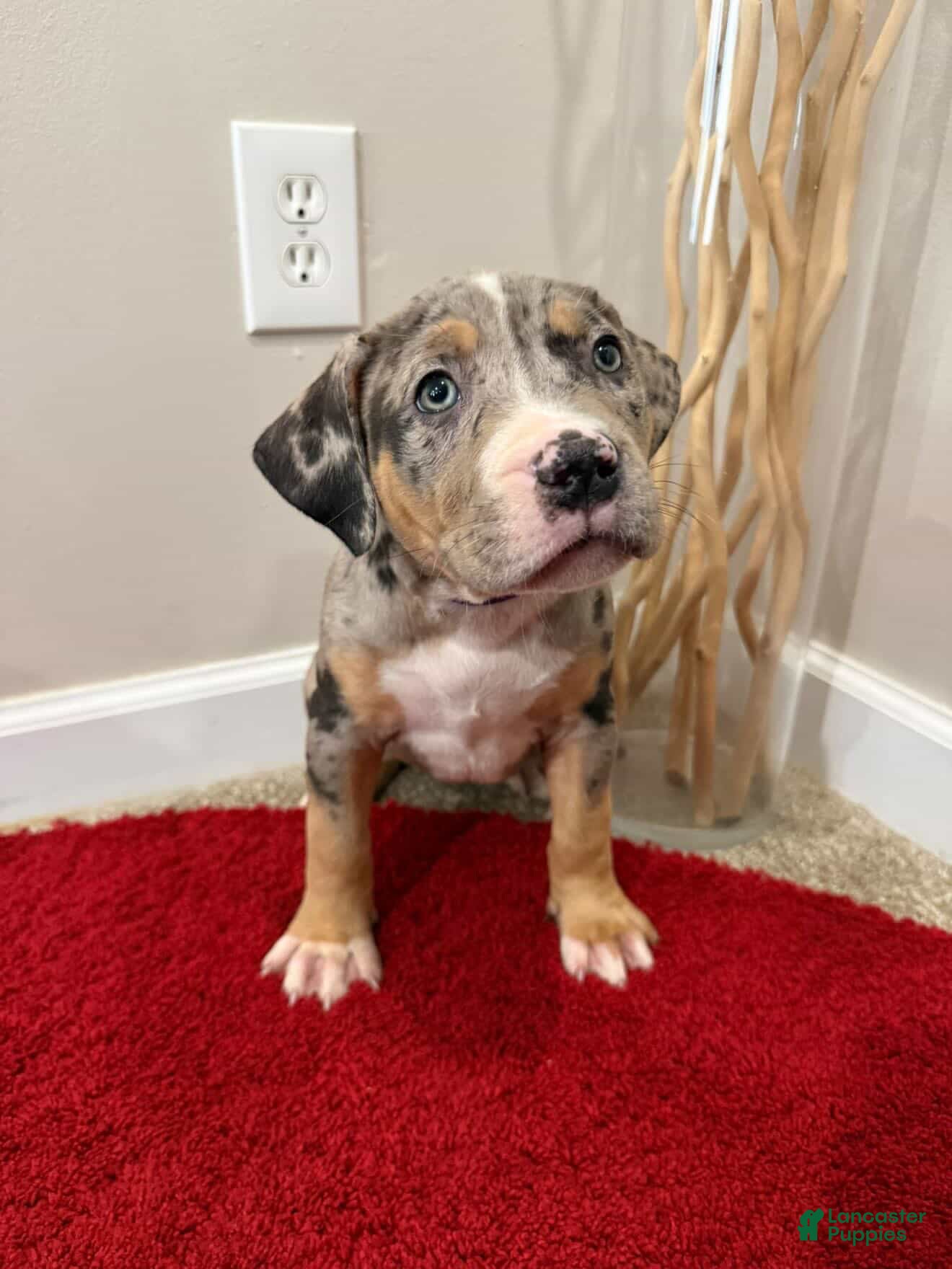 American Bully dogs American Bully Puppy 1 - Ad 39
