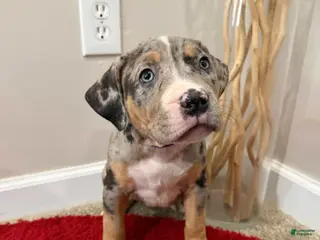 American Bully dogs American Bully Puppy 1 - Ad 39