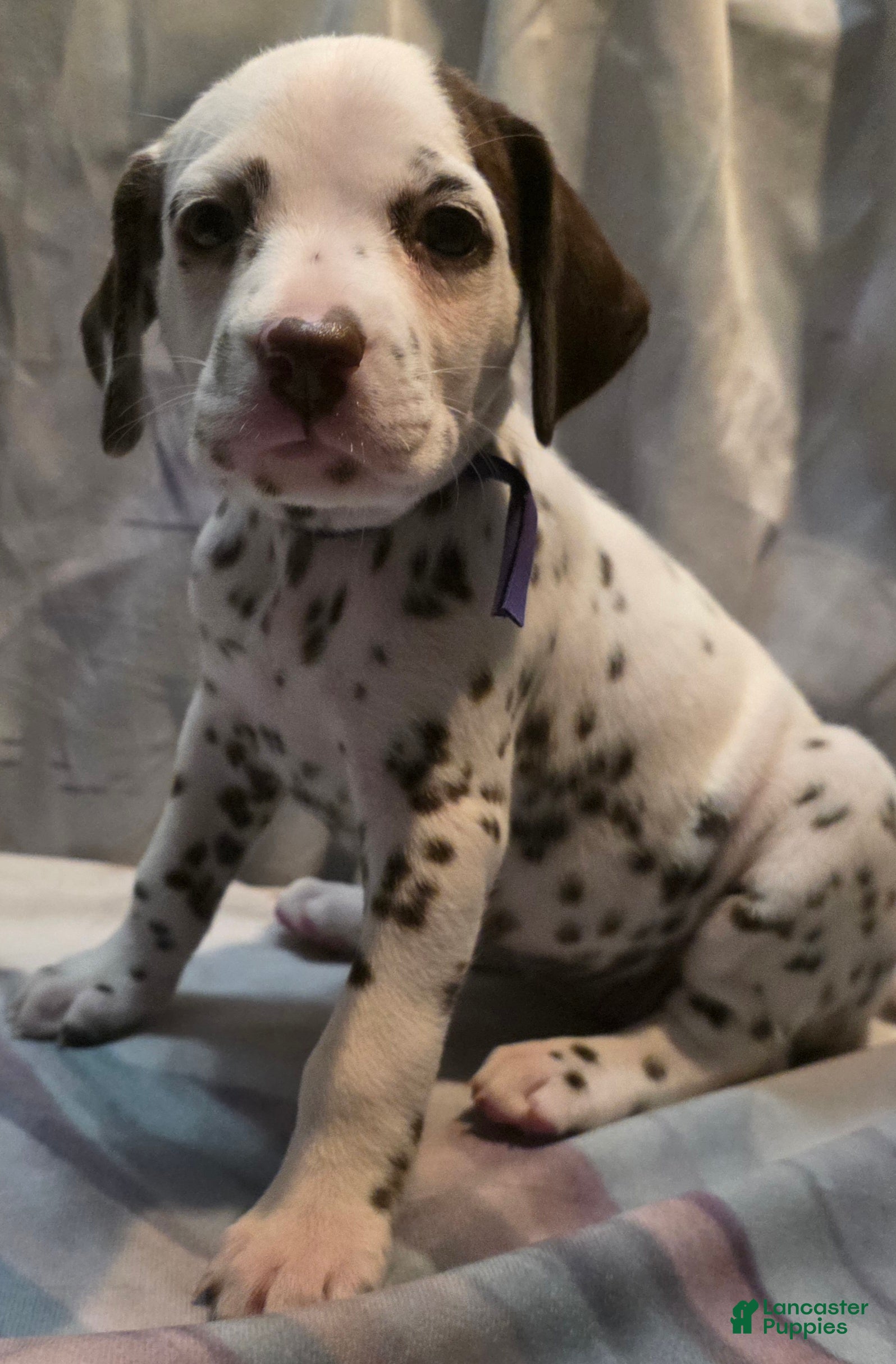 Dalmatian dogs Sienna - Ad 1