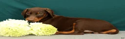 Doberman Pinscher dogs for sale: Paisley - Ad 3