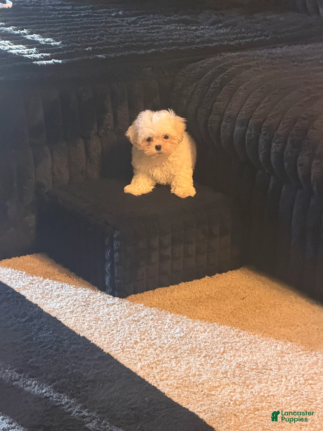 Teddy Bear dogs for sale: Teddy Bear 1 - Ad 1