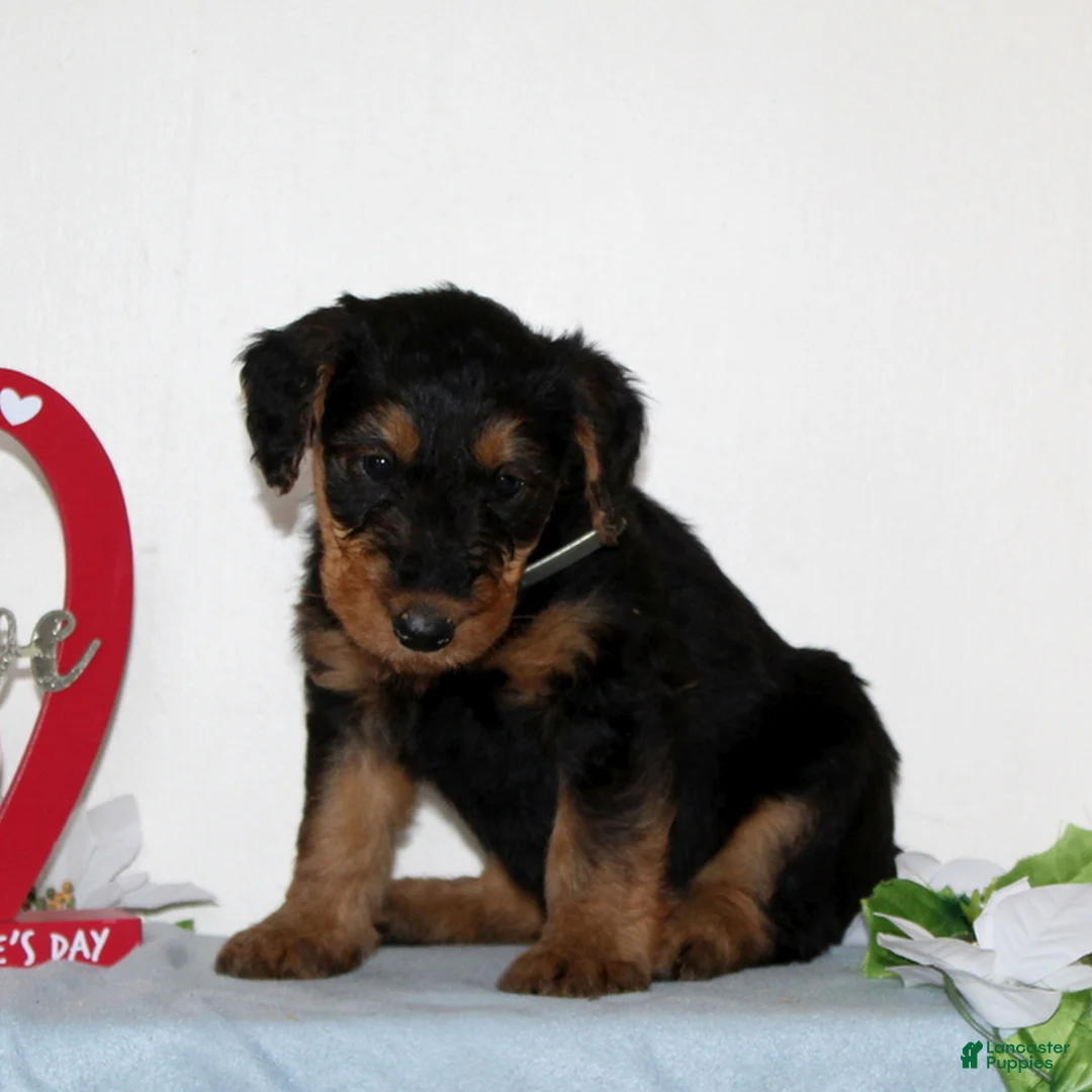 Airedale Terrier dogs for sale: Starlight  - Ad 2