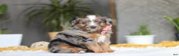 Mixed Breed dogs for sale: Azure - Ad 2