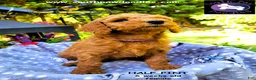 Goldendoodle dogs for sale: Half Pint - Ad 2