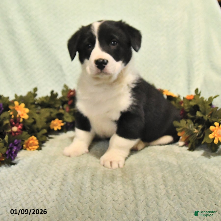 Mixed Breed dogs Jet - Ad 5