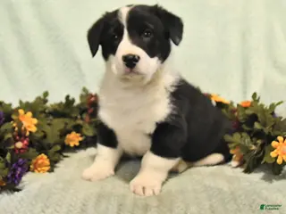 Mixed Breed dogs Jet - Ad 8