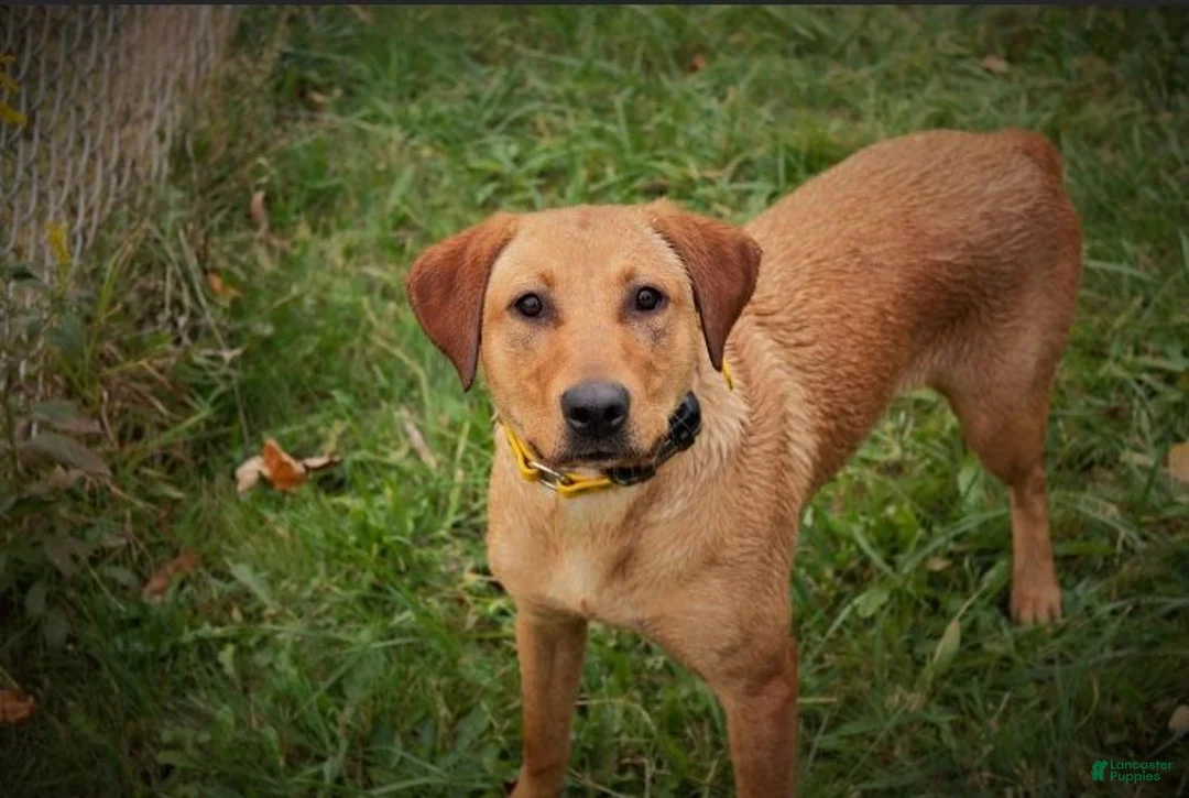 Labrador Retriever dogs for sale: Pink Collar Female - Ad 4