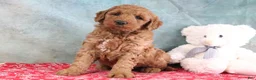 Mini Goldendoodle dogs for sale: Frisky - Ad 3