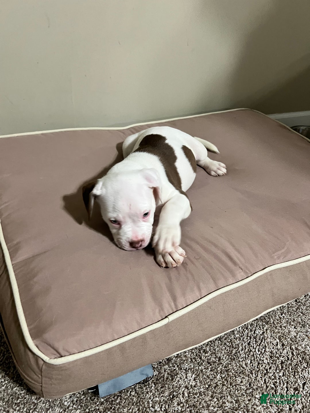 Mixed Breed dogs for sale: Mixed Breed Puppy 4 - Ad 2