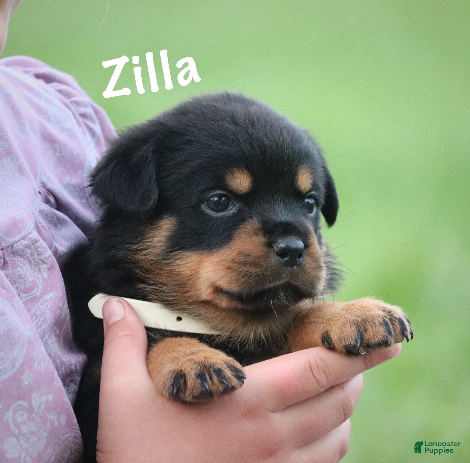 Rottweiler dogs Zilla w LONG TAIL  - Ad 1