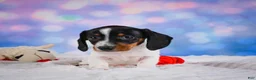 Miniature Dachshund dogs for sale: Coby - Ad 13