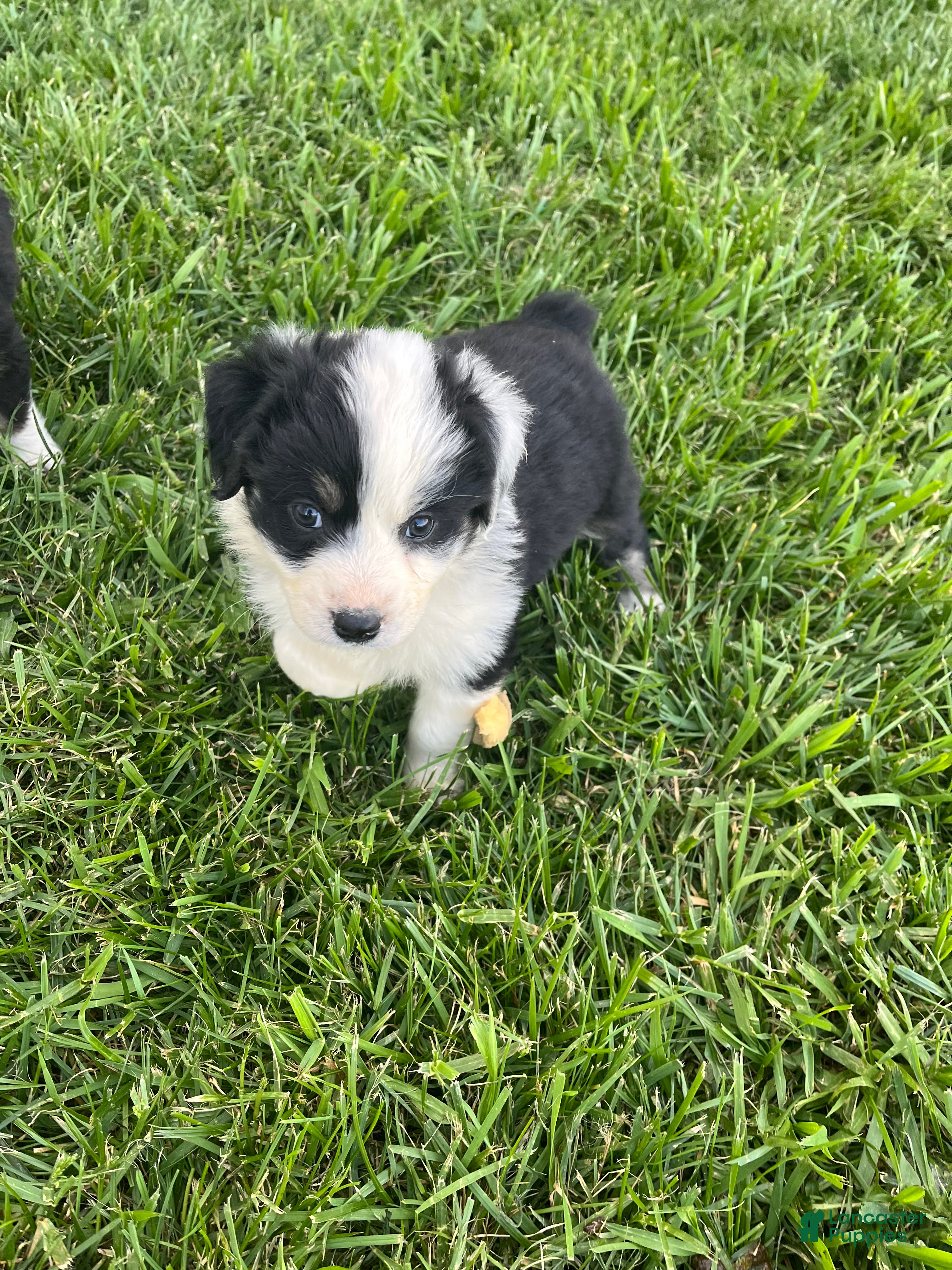 Australian Shepherd dogs Female Aussie Pup 1 - Ad 1