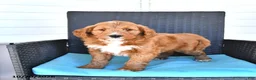 Goldendoodle dogs for sale: Jordan - Ad 5