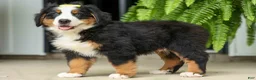Bernese Mountain Dog dogs for sale: SAMSON - Ad 17
