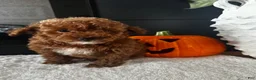 Toy Poodle dogs for sale: Toy Poodle 1 Teddy - Ad 2