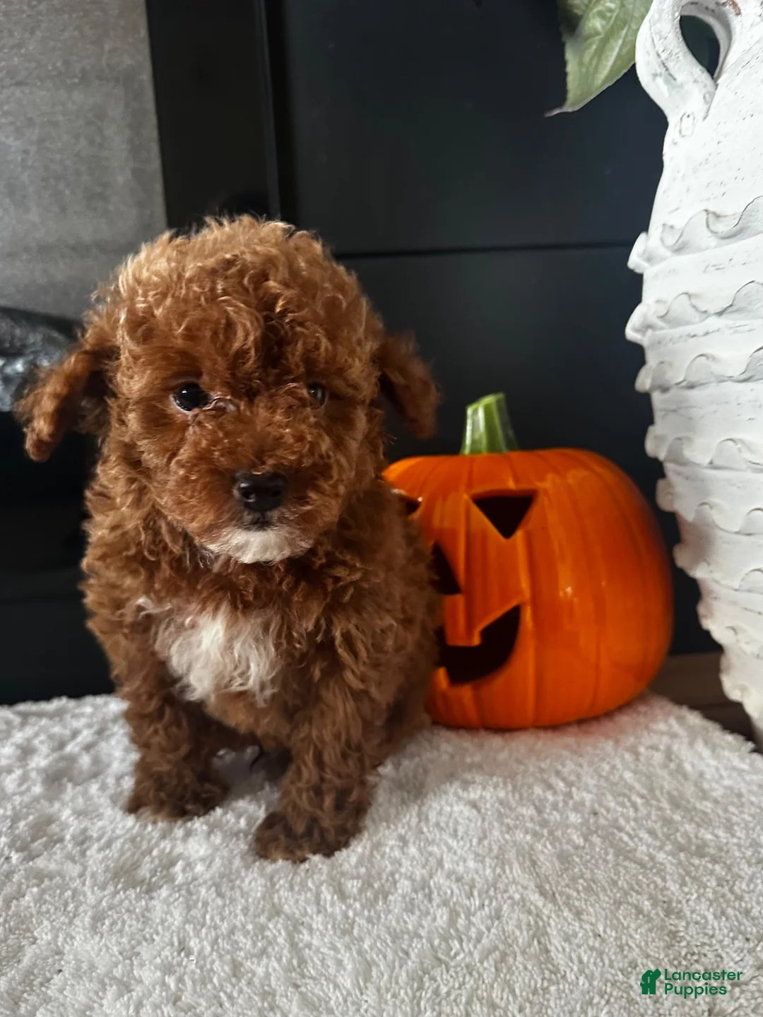 Toy Poodle dogs for sale: Toy Poodle 1 Teddy - Ad 2
