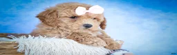 Bichpoo dogs for sale: Nessa Rose🎀 - Ad 11